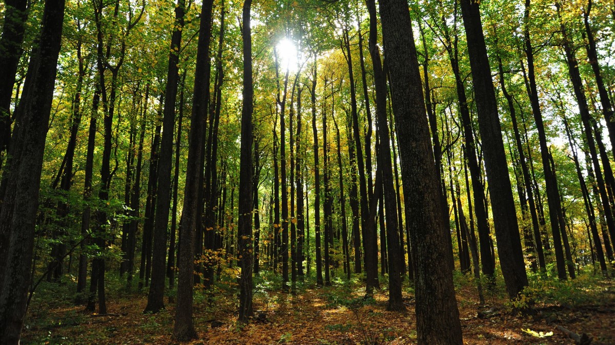 ساخت نوع جدیدی از چوب با اصلاح ژنتیکی درختان ؛ پایدارتر و سالم‌تر!