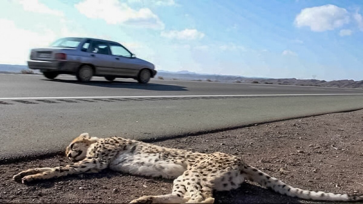 کاهش سرعت مجاز در جاده عباس آباد میامی برای حفاظت از یوزپلنگ ایرانی