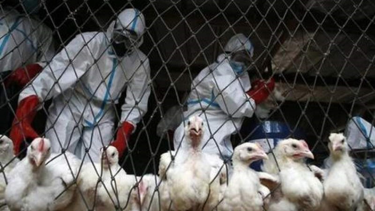 هشدار سازمان بهداشت جهانی: انتقال آنفولانزای پرندگان می‌تواند ساده‌تر شود!