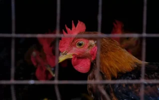 انتقال آنفلولانزای پرندگان در حال افزایش است