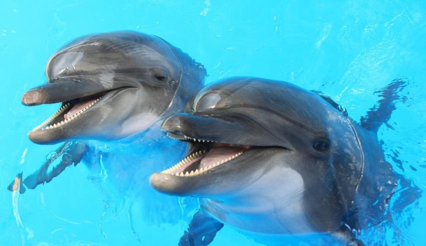 دلفین‌ها با فرزندان‌شان با لحن بچگانه حرف می‌زنند