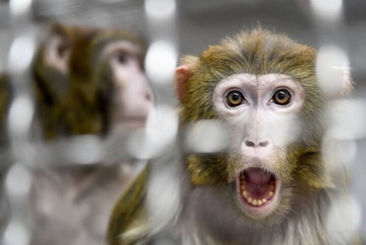 واردات میمون آزمایشگاهی با اوگاندا در برنامه واردات قرار گرفت