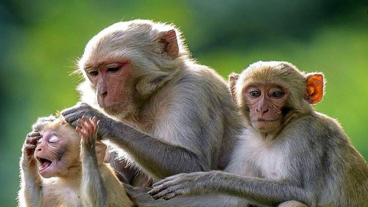واردات میمون آزمایشگاهی در صدر مبادلات تجاری ایران با اوگاندا!