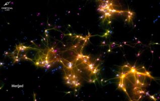 پردازنده نیمه‌بیولوژیکی DishBrain به زودی به‌کار گرفته می‌شود