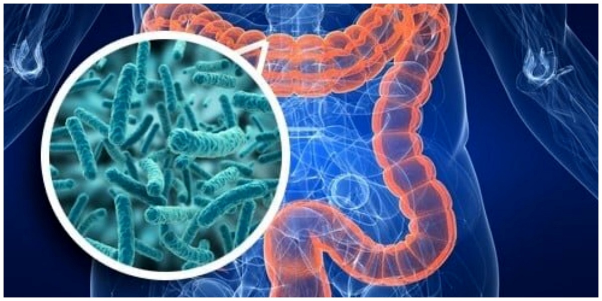 باکتری‌های روده موجب کاهش سن و ضعف جسمانی انسان می‌شوند