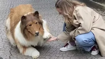 تبدیل شدن یک مرد ژاپنی به سگ با هزینه 13 هزار یورو جنجال ساز شد