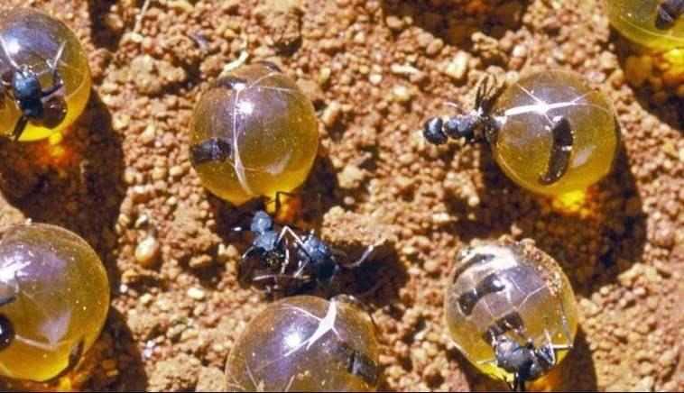 درمان بیماری‌های عفونی با عسل مورچه‌های استرالیایی