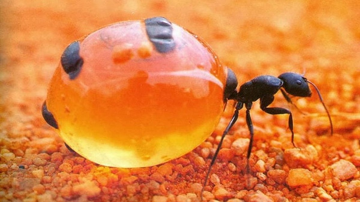درمان بیماری‌های عفونی با عسل مورچه‌های استرالیایی