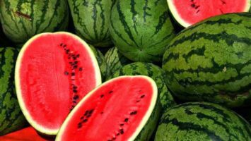 پرورش هندوانه در قطب جنوب توسط روس‌ها