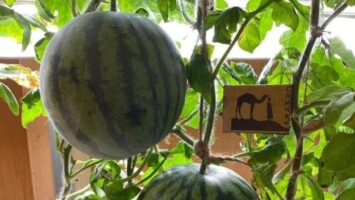 پرورش هندوانه در قطب جنوب توسط روس‌ها