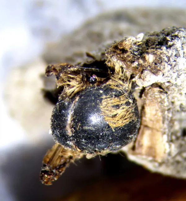 کشف دسته‌ای از زنبورهای مومیایی شده با قدمت 3 هزارسال!