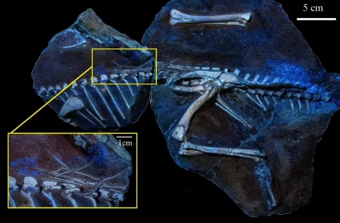 کشف گونه جدیدی از دایناسور در تایلند