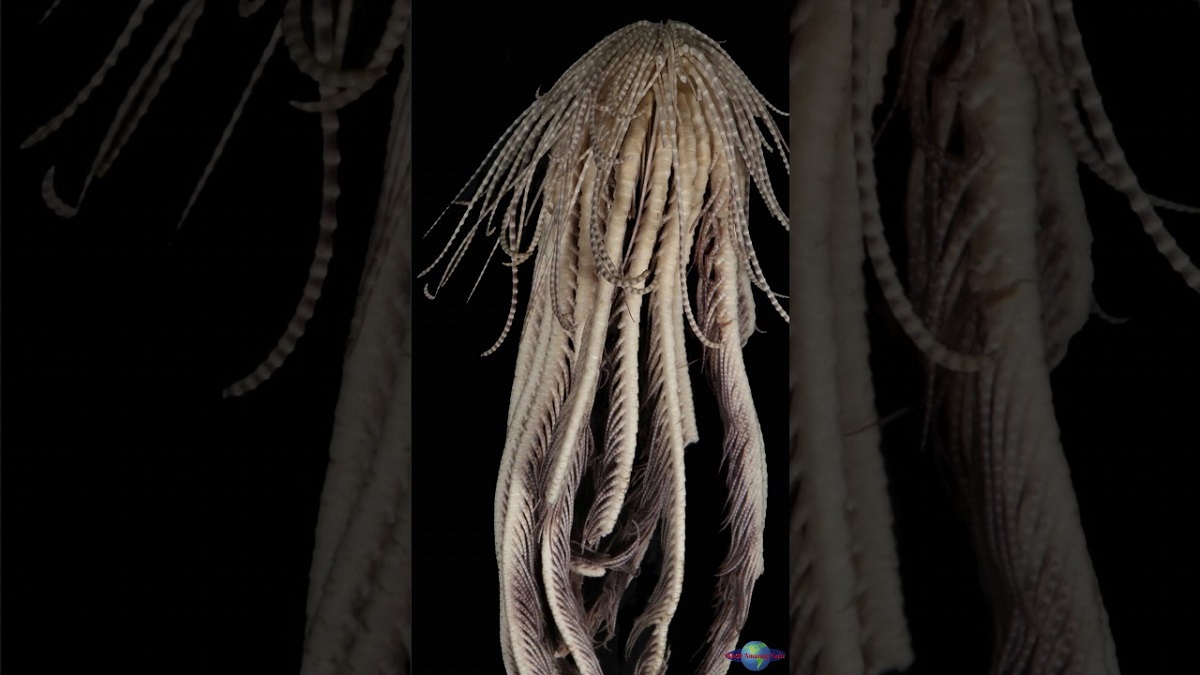 کشف یک موجود دریایی ناشناخته و کاملا جدید با 20 پا [+عکس]