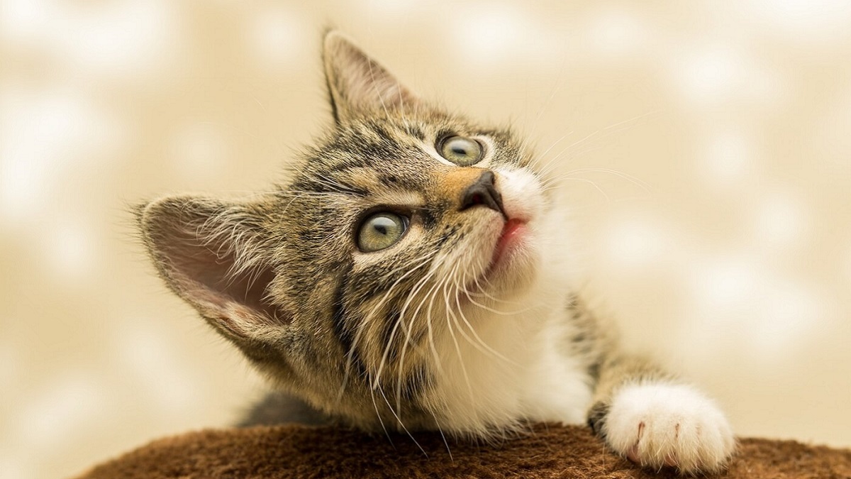 نصب تراشه ردیاب برای گربه‌ها در انگلیس الزامی شد