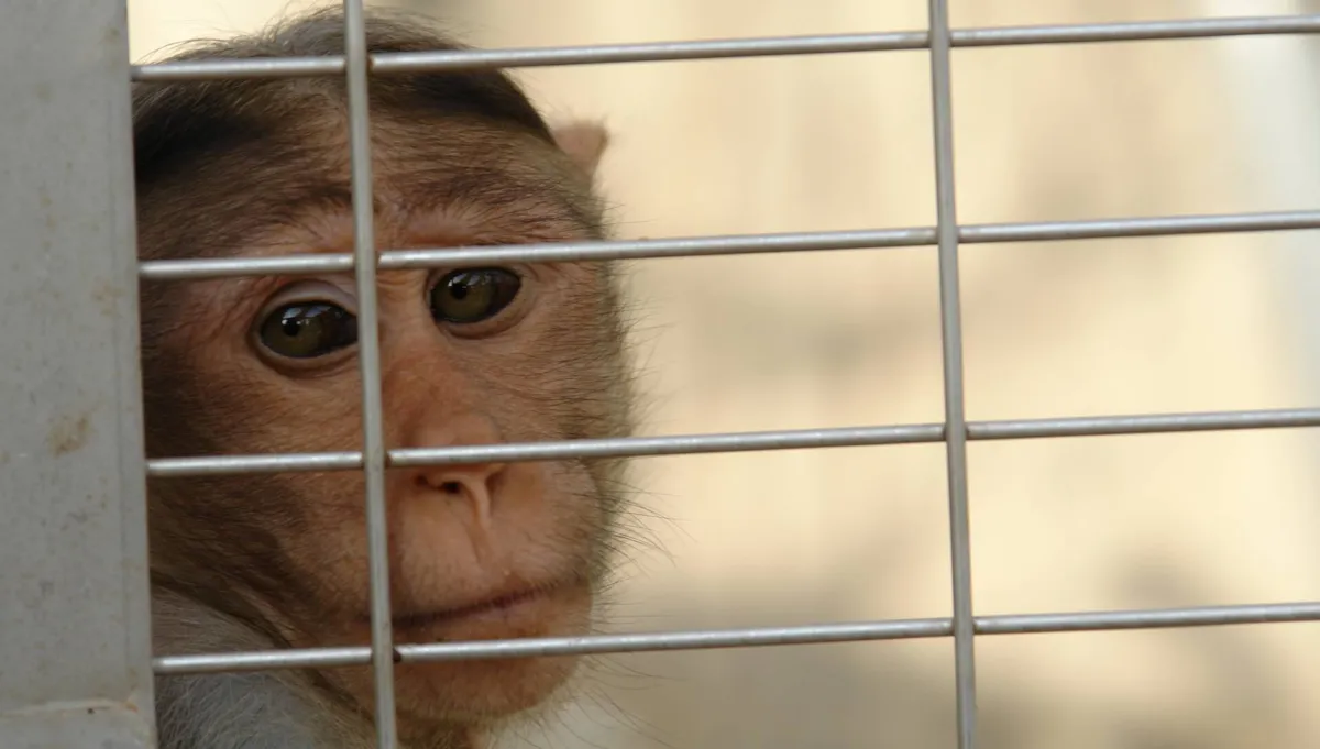 افشای اسناد مرگ میمون‌های آزمایشی نورالینک ؛ ثروتمند مشهور نقره‌داغ می‌شود؟