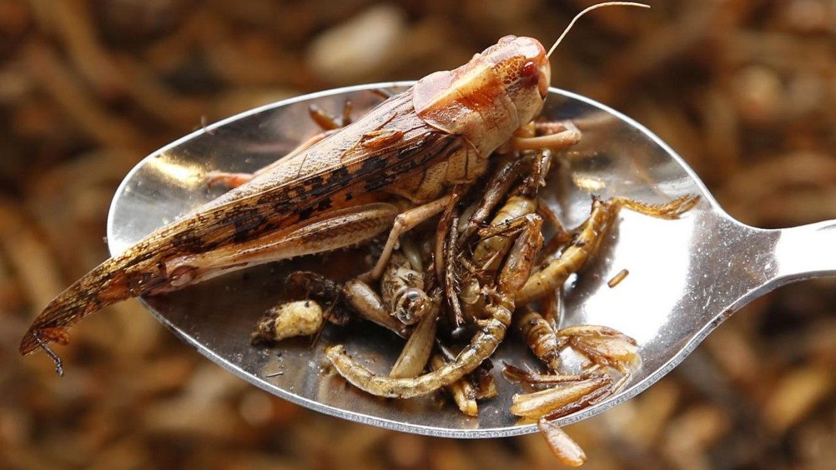 خوردن حشرات منجر به بالا بردن متابولیسم بدن می‌شود