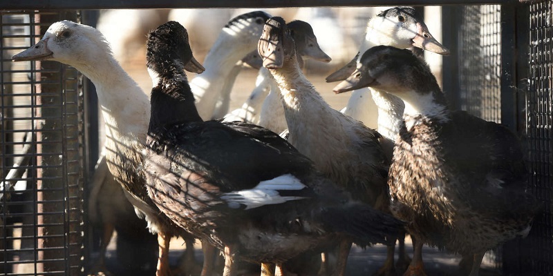 واکسیناسیون میلیون‌ها اردک در فرانسه