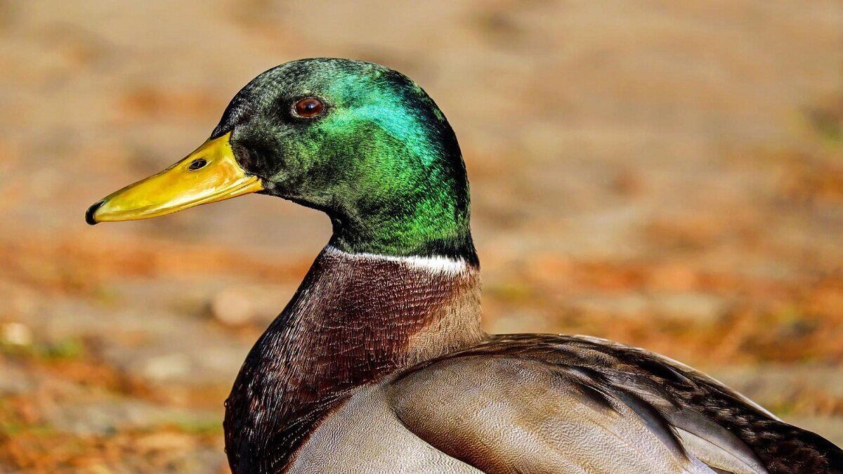 واکسیناسیون میلیون‌ها اردک در فرانسه برای مقابله با آنفولانزای پرندگان