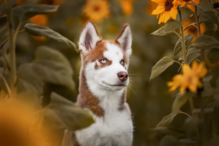 برندگان مسابقه عکاسی حیوانات خانگی 2023 معرفی شدند