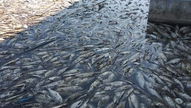کشف لاشه هزاران ماهی در یکی از سواحل روسیه