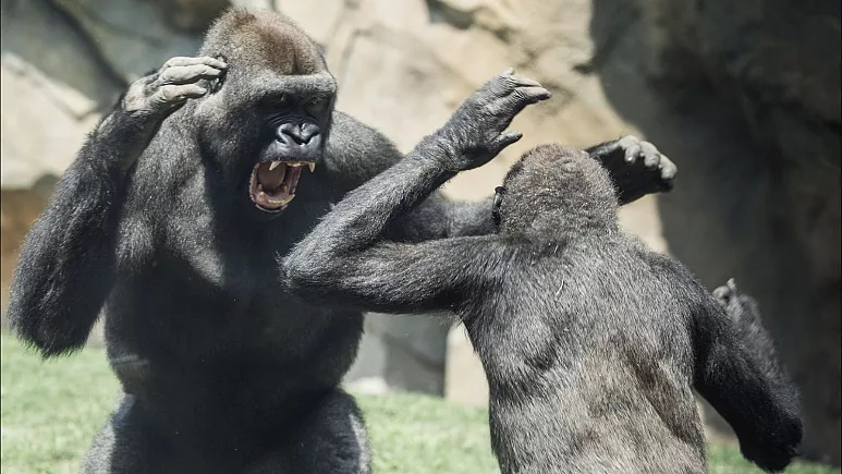 شامپانزه های جاسوس از تاکتیک های جنگی انسان استفاده می کنند