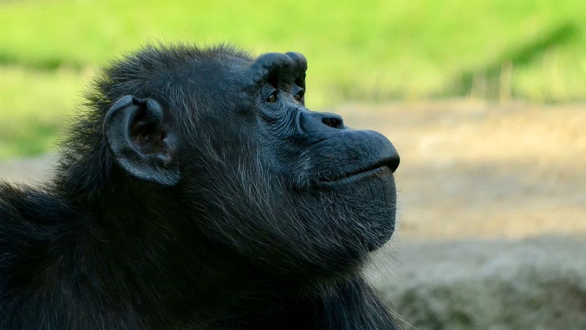 شامپانزه های جاسوس از تاکتیک های جنگی انسان استفاده می کنند