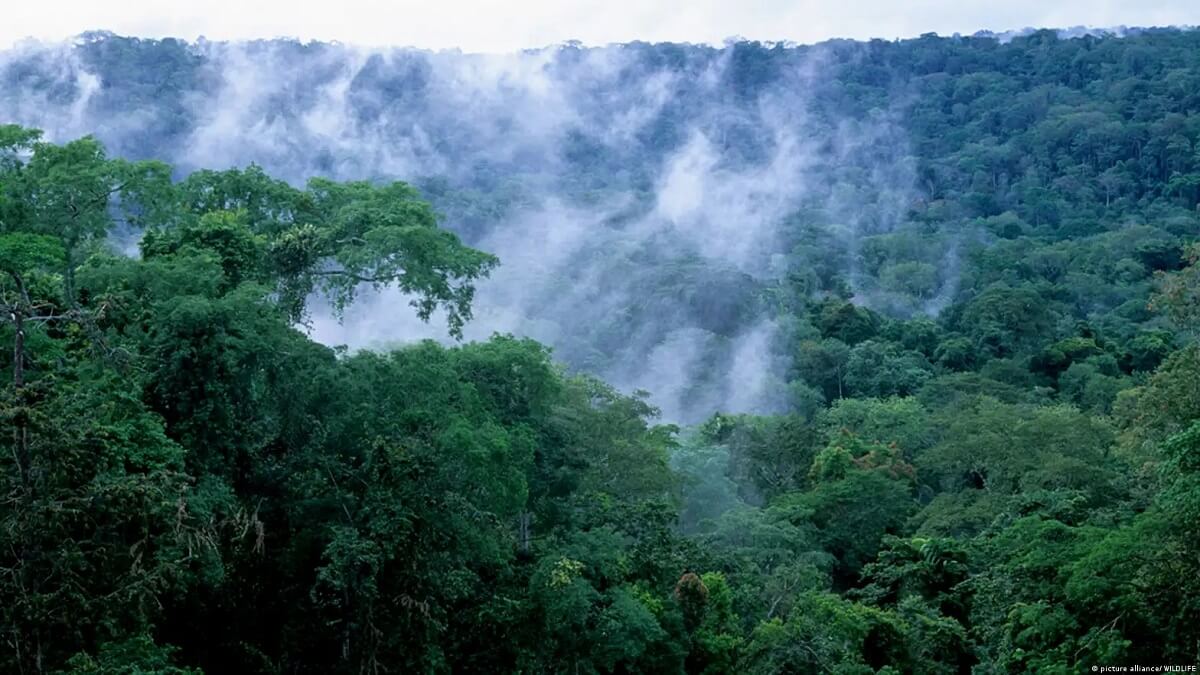 جنگل‌های بارانی آمازون