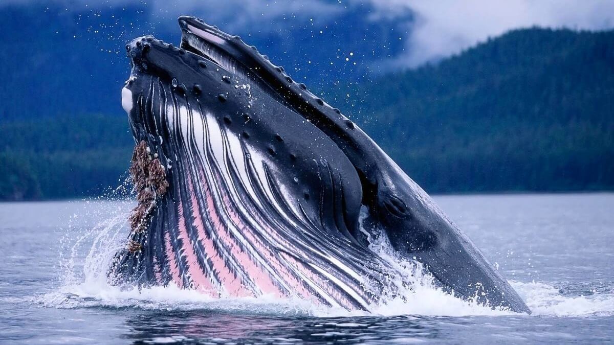 اولین مکالمه انسان با نهنگ ؛ دانشمندان‌ برای ارتباط با بیگانگان و فرازمینی‌ها آماده می‌شوند