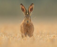 خرگوش طلوع آفتاب، اثر اسپنسر باروز
