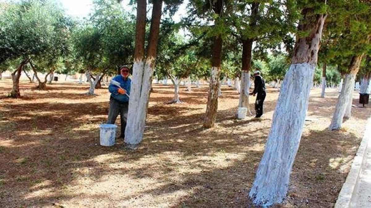 به تنه سفید درختان پایتخت دست نزنید
