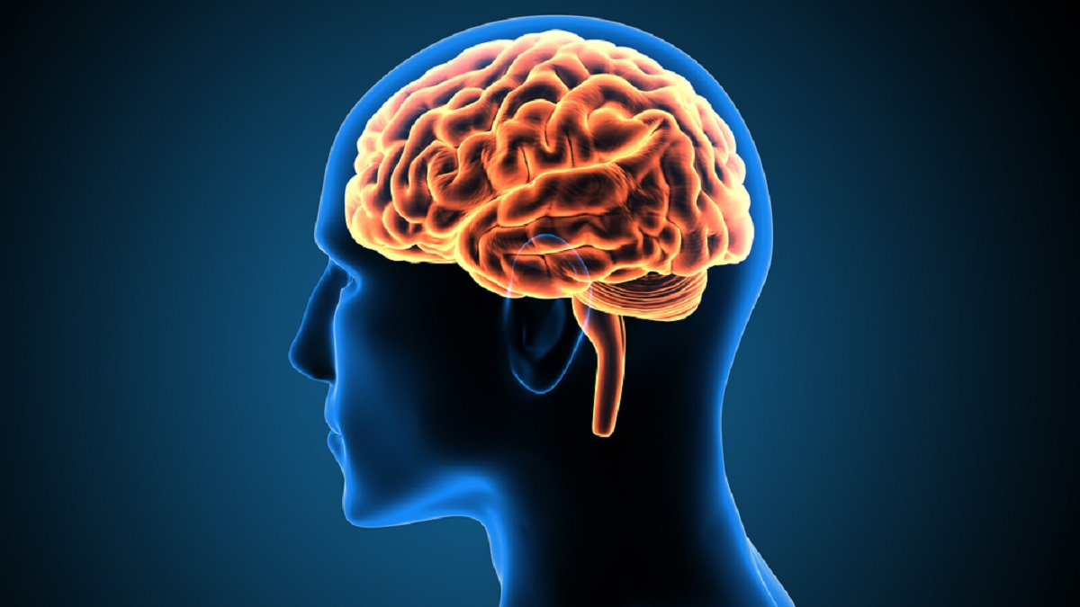 مغز انسان در ۱۰۰ سال اخیر بزرگتر شده است