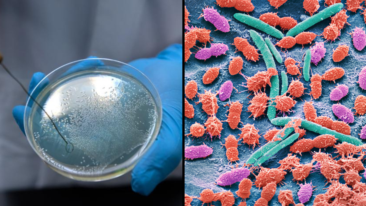 کشف باکتری خون آشام توسط دانشمندان که علاقه شدیدی به خون انسان دارد!