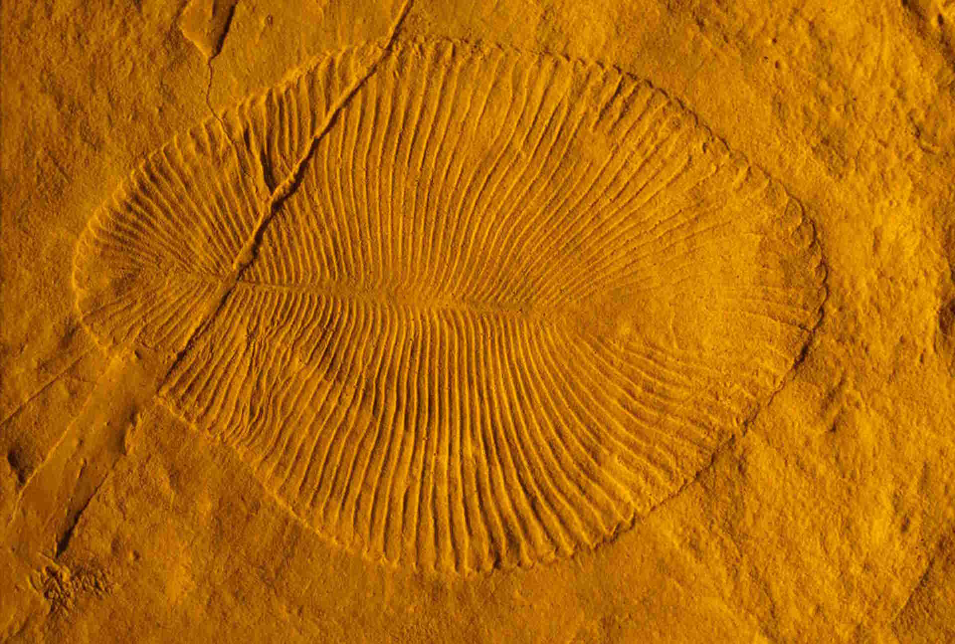 فسیلی عجیب از Dickinsonia، که در دوره ادیاکاران وجود داشته است. کشف شده توسط Shuhai Xiao از دانشگاه ویرجینیا 
