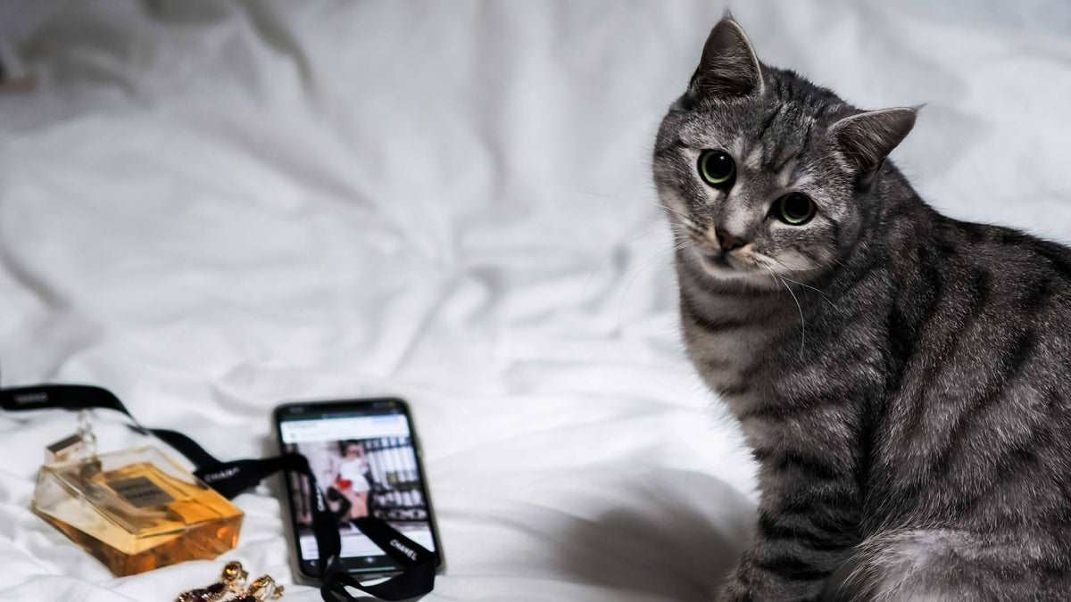اپلیکیشن CatsMe با هوش مصنوعی درد گربه‌ها را می‌فهمد و به افراد مسن کمک می‌کند