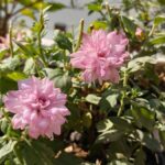 وان پلاس 15 آر