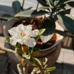 وان پلاس 15 آر